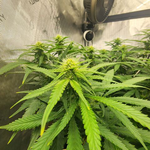 Orange Julius growlog timeline photo