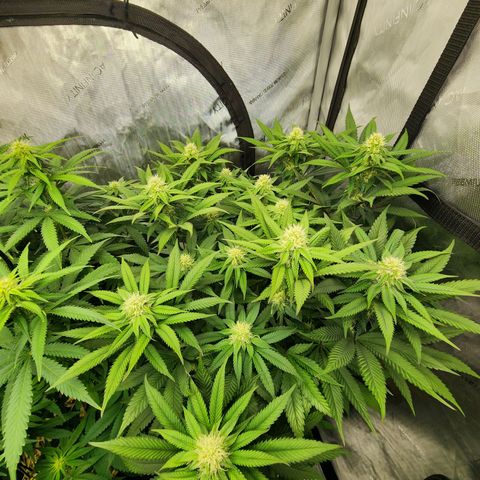 Udder Madness growlog timeline photo