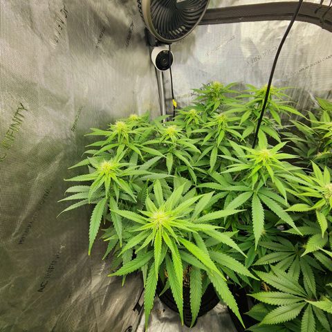 Orange Julius growlog timeline photo