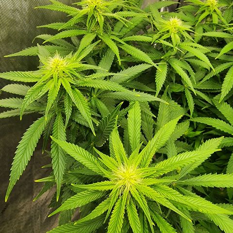 Orange Julius growlog timeline photo