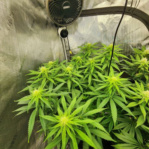 Orange Julius growlog timeline photo