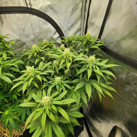 Udder Madness growlog timeline photo