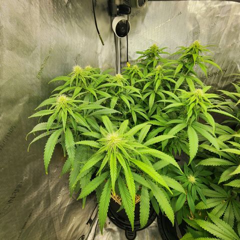 Orange Julius growlog timeline photo