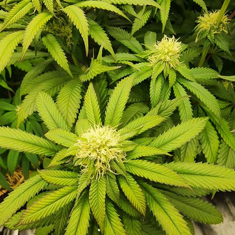 Orange Julius growlog timeline photo