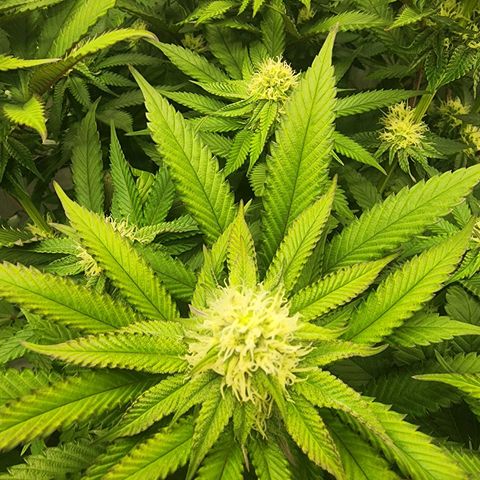 Udder Madness growlog timeline photo