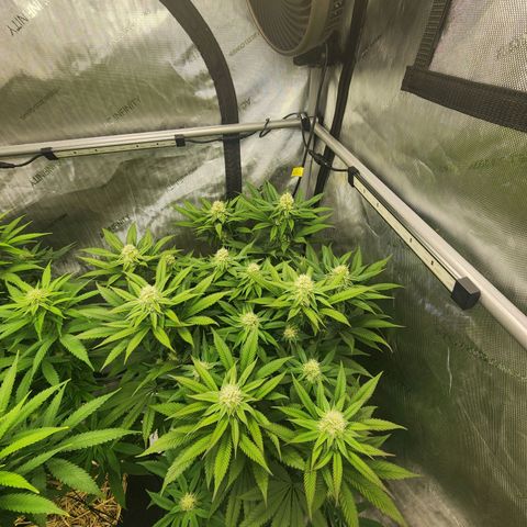 Udder Madness growlog timeline photo