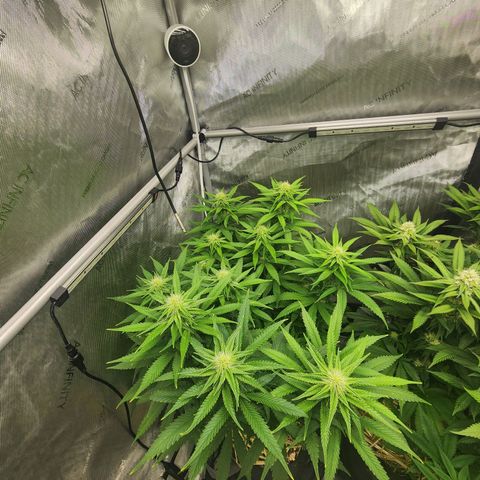 Orange Julius growlog timeline photo