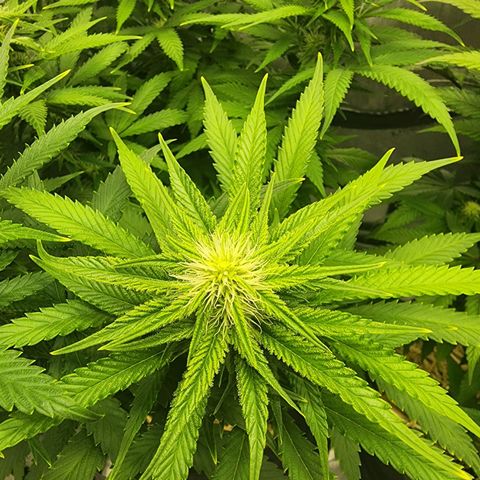 Orange Julius growlog timeline photo