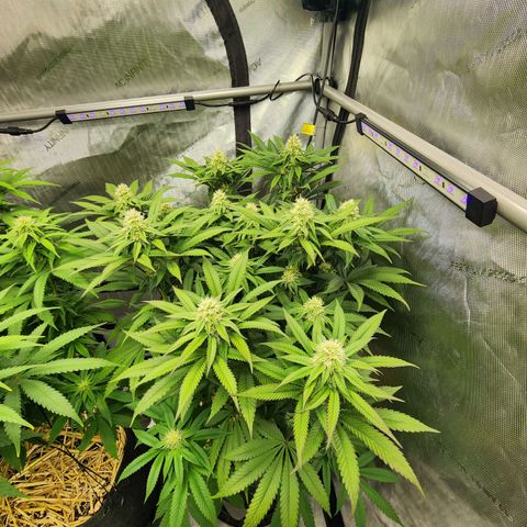 Udder Madness growlog timeline photo