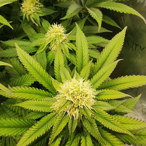 Udder Madness growlog timeline photo