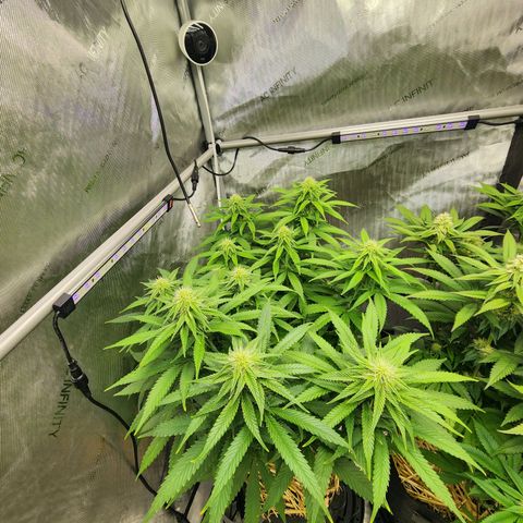 Orange Julius growlog timeline photo