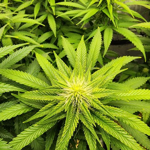 Orange Julius growlog timeline photo