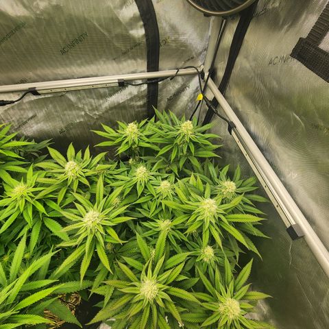 Udder Madness growlog timeline photo