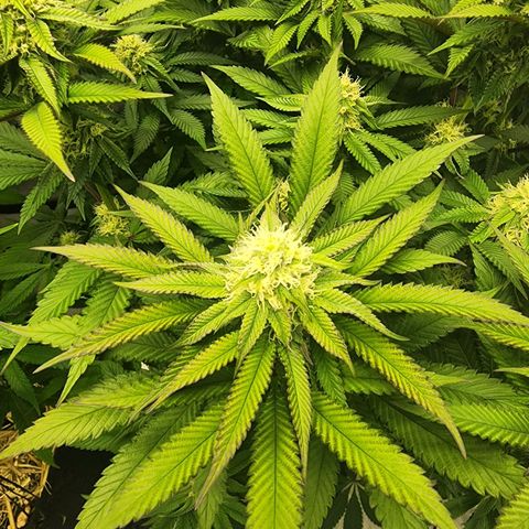 Udder Madness growlog timeline photo