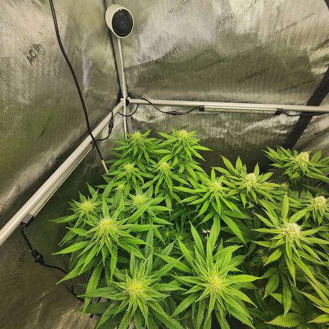 Orange Julius growlog timeline photo