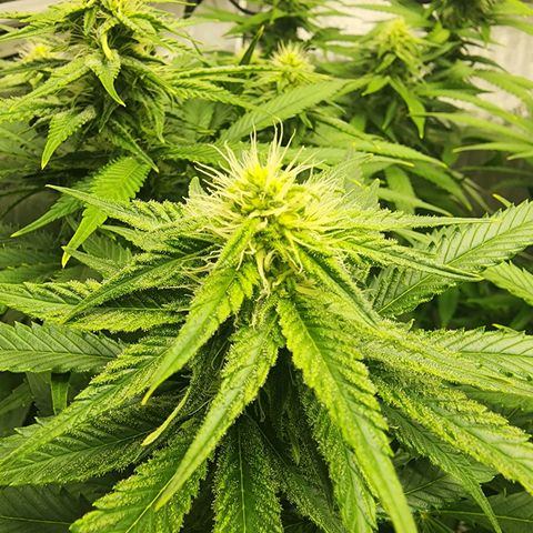 Orange Julius growlog timeline photo
