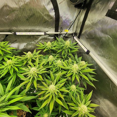 Udder Madness growlog timeline photo