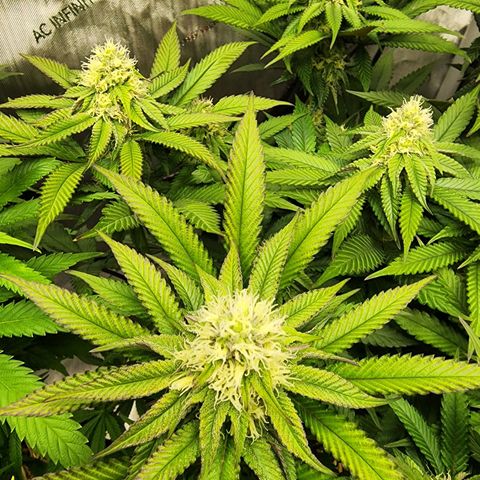 Udder Madness growlog timeline photo