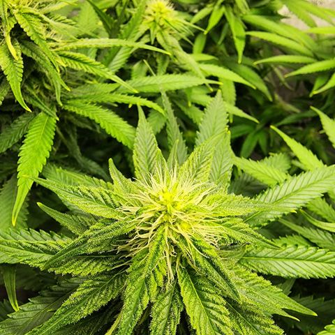 Orange Julius growlog timeline photo
