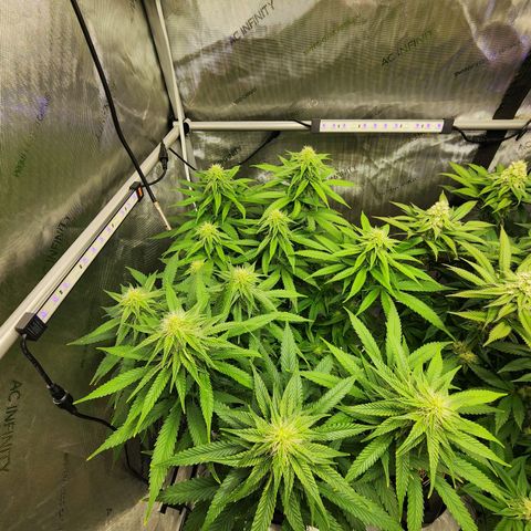 Orange Julius growlog timeline photo