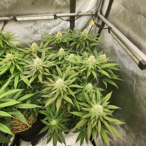 Udder Madness growlog timeline photo