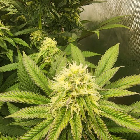 Udder Madness growlog timeline photo