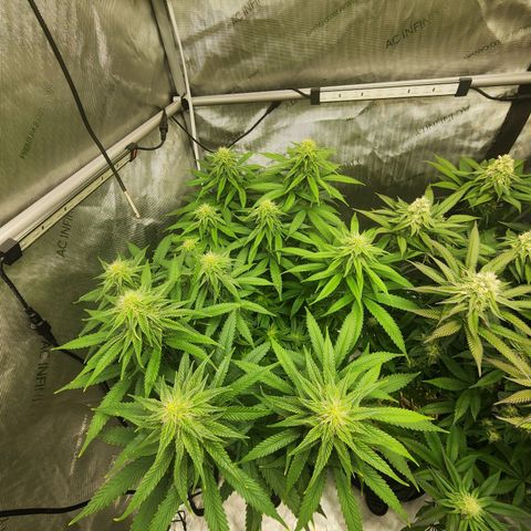 Orange Julius growlog timeline photo