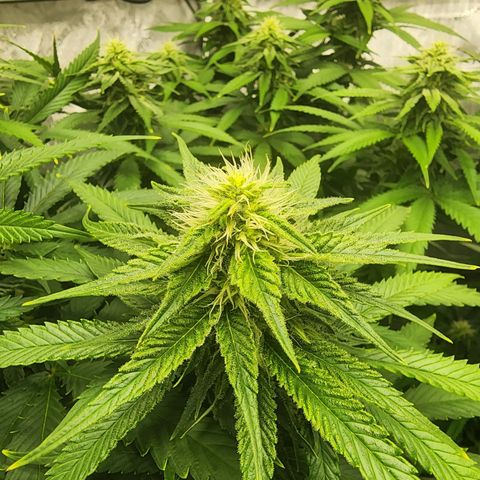 Orange Julius growlog timeline photo