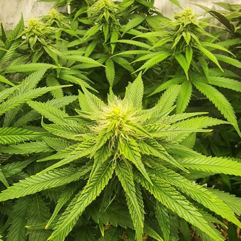 Orange Julius growlog timeline photo