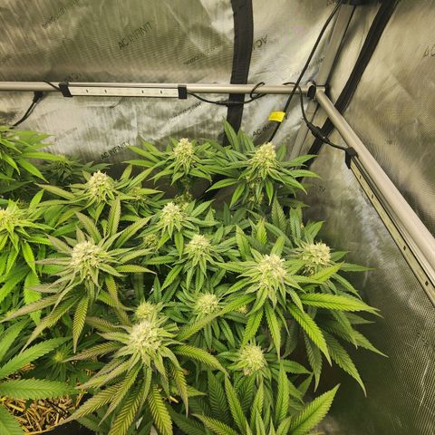 Udder Madness growlog timeline photo
