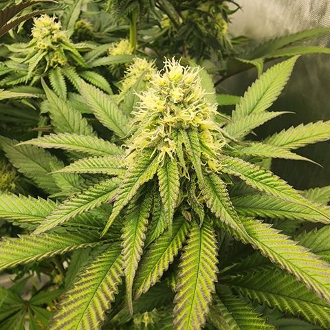 Udder Madness growlog timeline photo