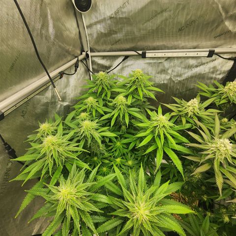 Orange Julius growlog timeline photo