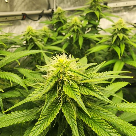Orange Julius growlog timeline photo