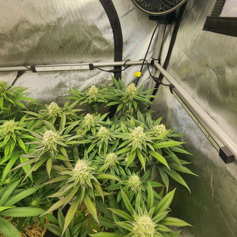 Udder Madness growlog timeline photo