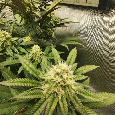 Udder Madness growlog timeline photo