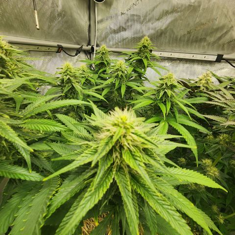 Orange Julius growlog timeline photo