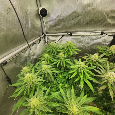 Orange Julius growlog timeline photo