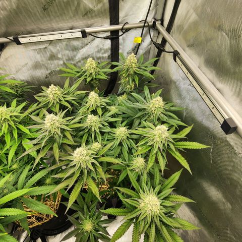 Udder Madness growlog timeline photo