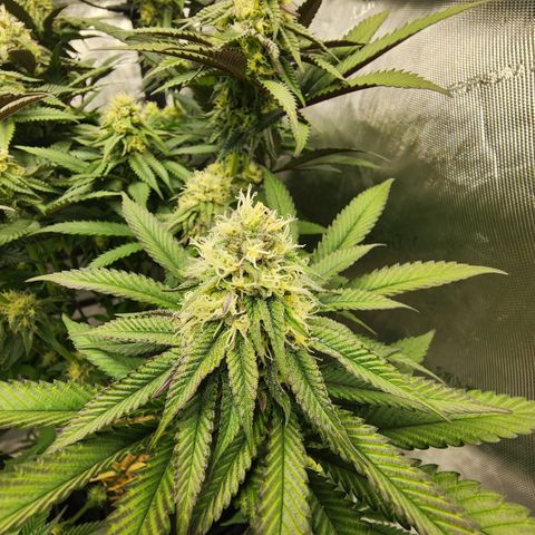 Udder Madness growlog timeline photo