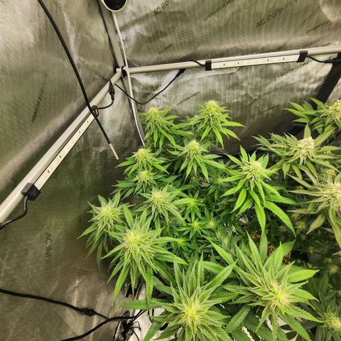 Orange Julius growlog timeline photo