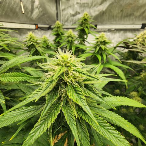 Orange Julius growlog timeline photo
