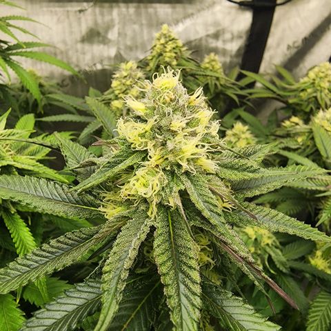 Udder Madness growlog timeline photo