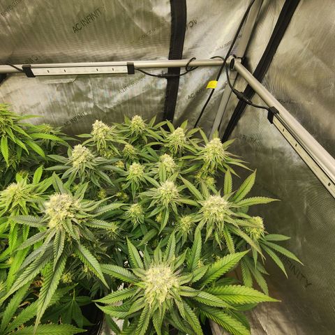 Udder Madness growlog timeline photo