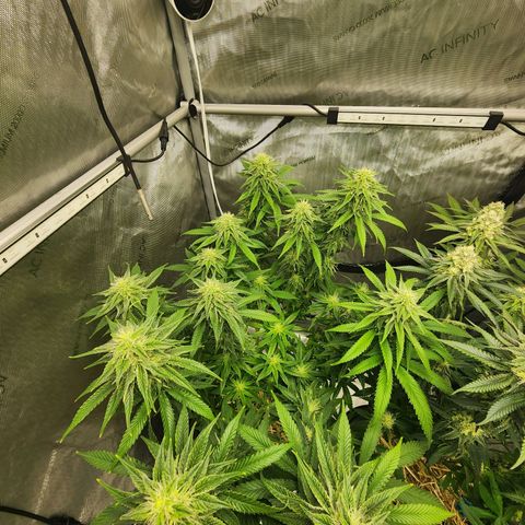 Orange Julius growlog timeline photo