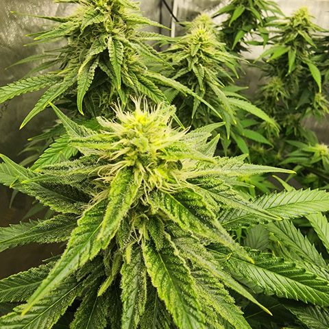 Orange Julius growlog timeline photo