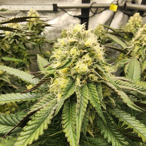 Udder Madness growlog timeline photo
