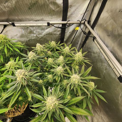 Udder Madness growlog timeline photo