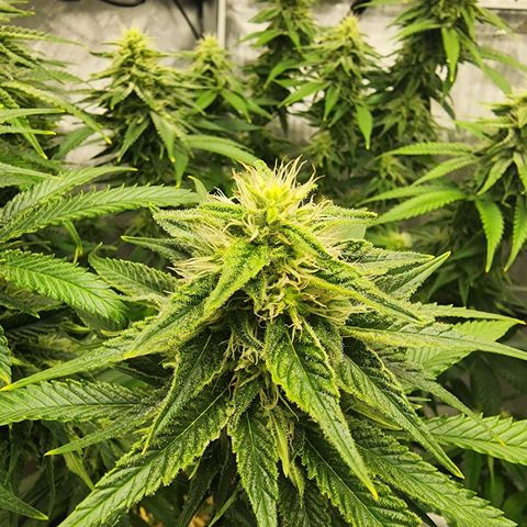 Orange Julius growlog timeline photo