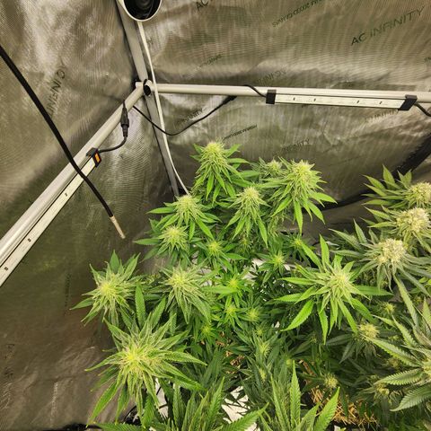 Orange Julius growlog timeline photo