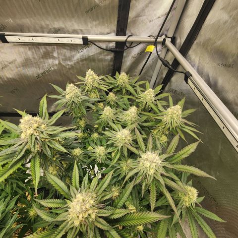 Udder Madness growlog timeline photo